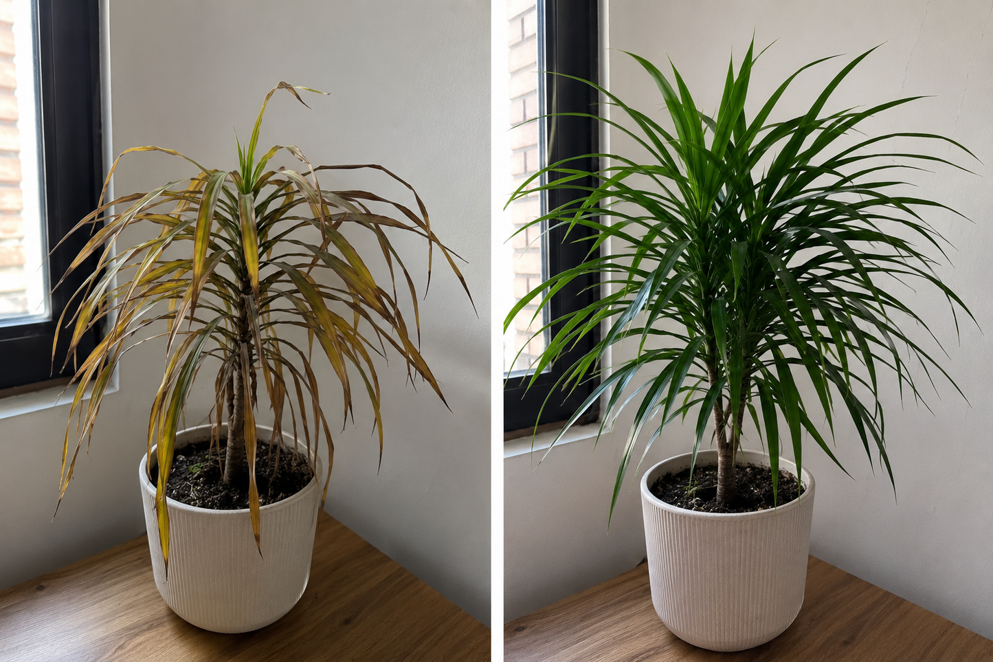 PLANTA VIVA ABONO ORGANICO PARA REVITALIZAR TUS PLANTAS Y HUERTAS